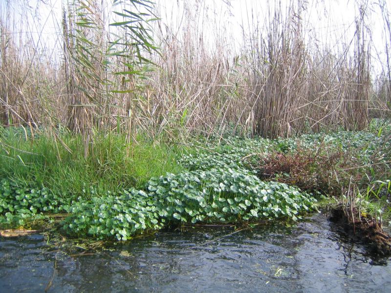 Anzali Lagoon 