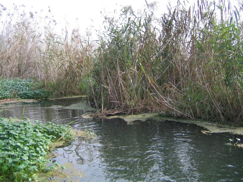 Anzali Lagoon 