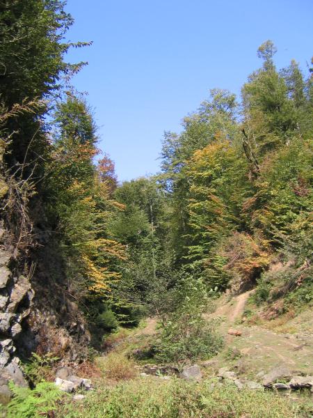 Hyrcanian Forest in Gilan 