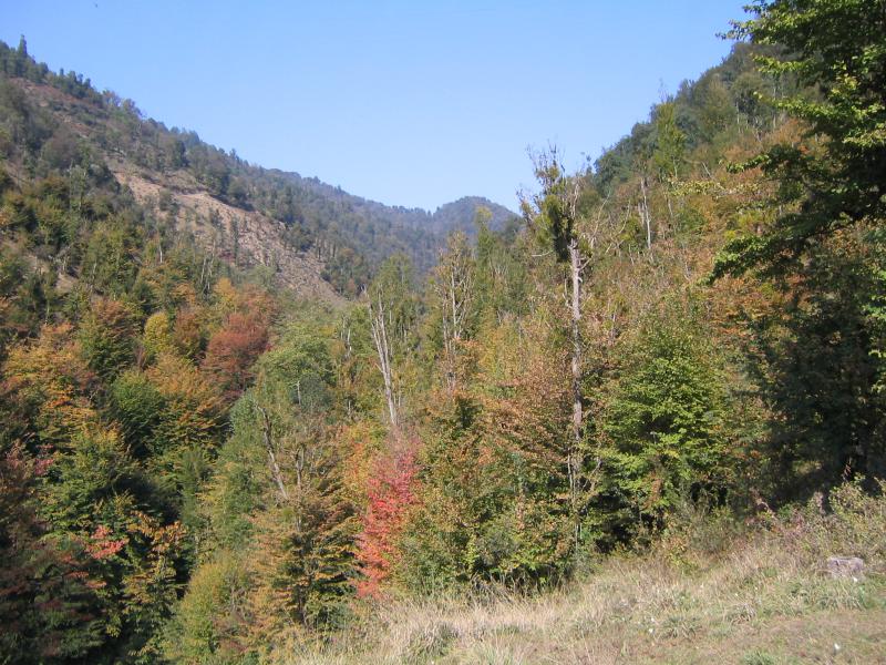 Hyrcanian Forest in Gilan 