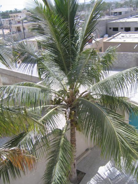 Coconut Palm 