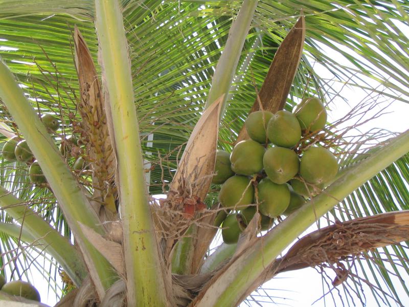 Coconut Palm 