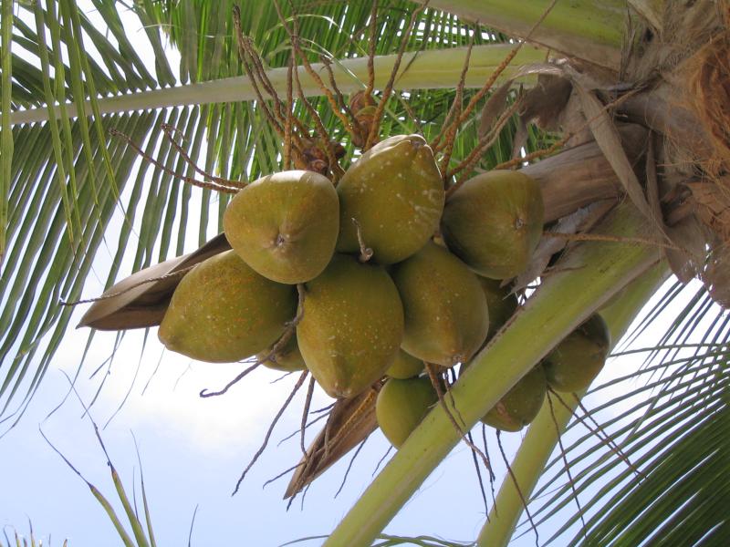 Coconut Palm 