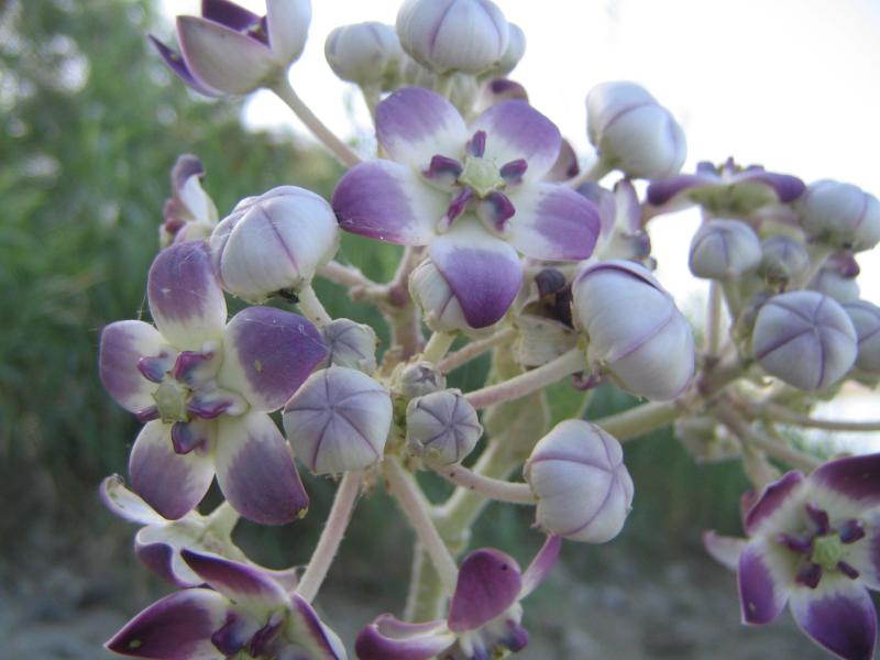 Milkweed 