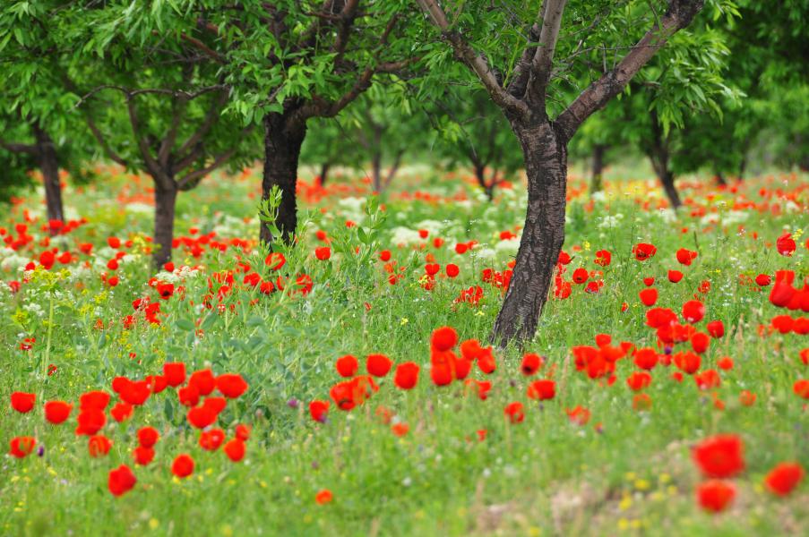 Spring in Kurdistan 