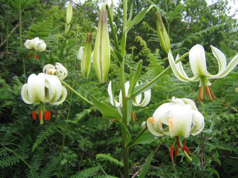 Lilium ledebourii 