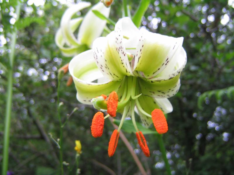 Lilium ledebourii 