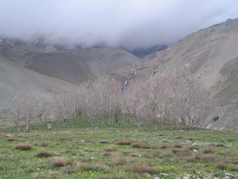 Dasht Havij 