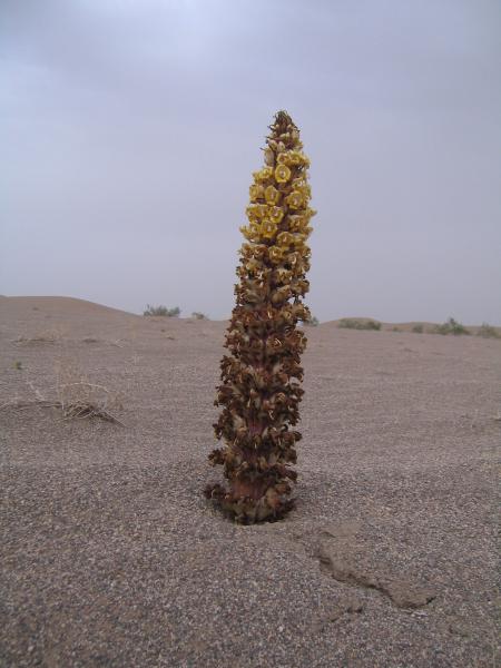 Orobanche 