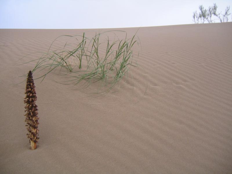 Orobanche 