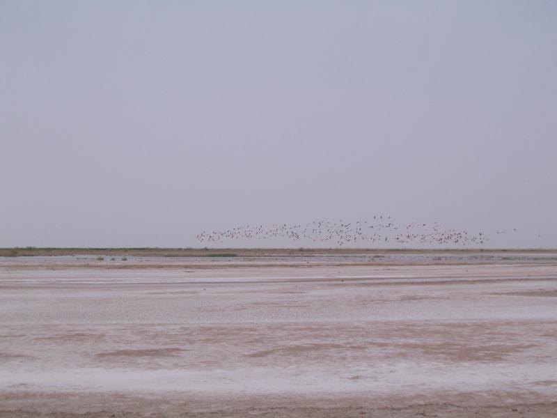 Gavkhouni Wetland 