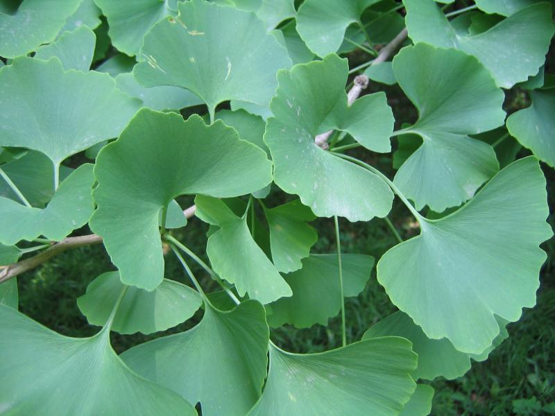 Adiantum 