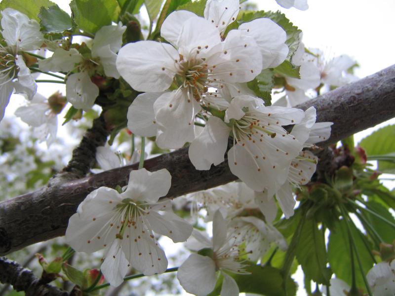 Cherry Bloom 