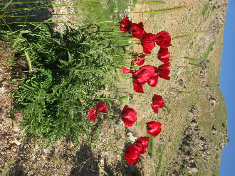 Chehel Cheshmeh Mountains 