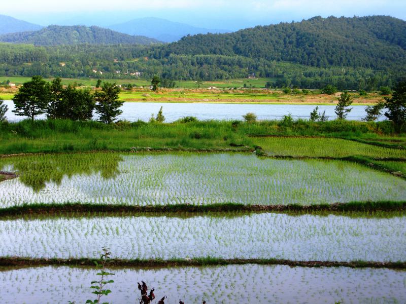 Rice Field 