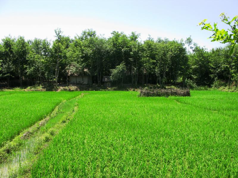 Rice Field 