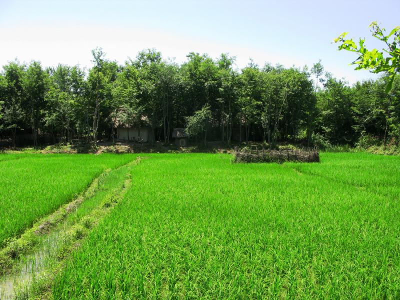 Rice Field 