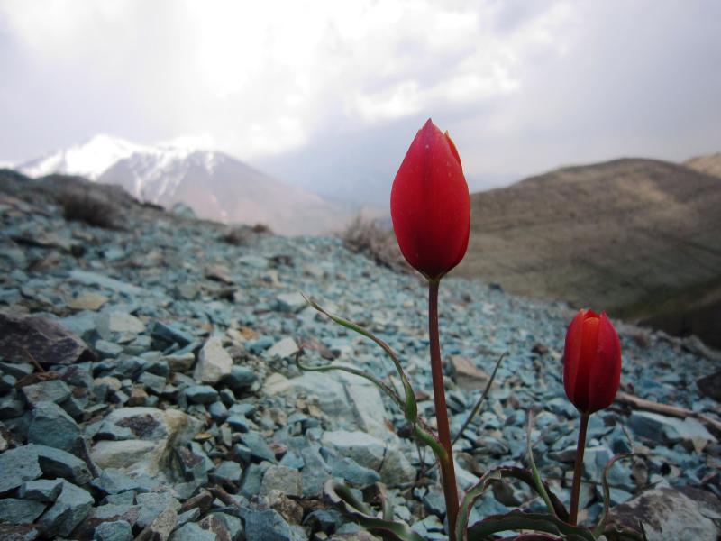 روستای امامه