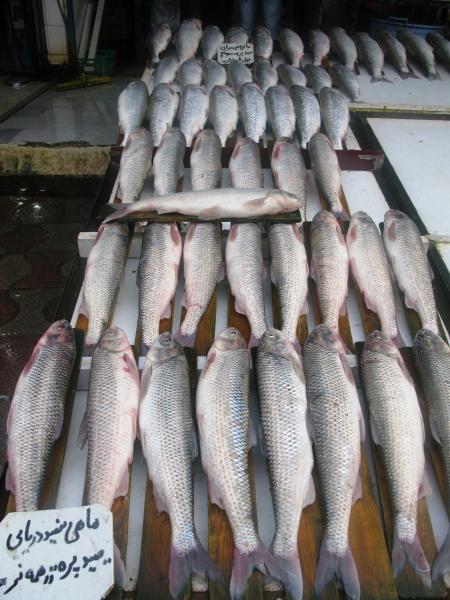 Fish Market Noshahr