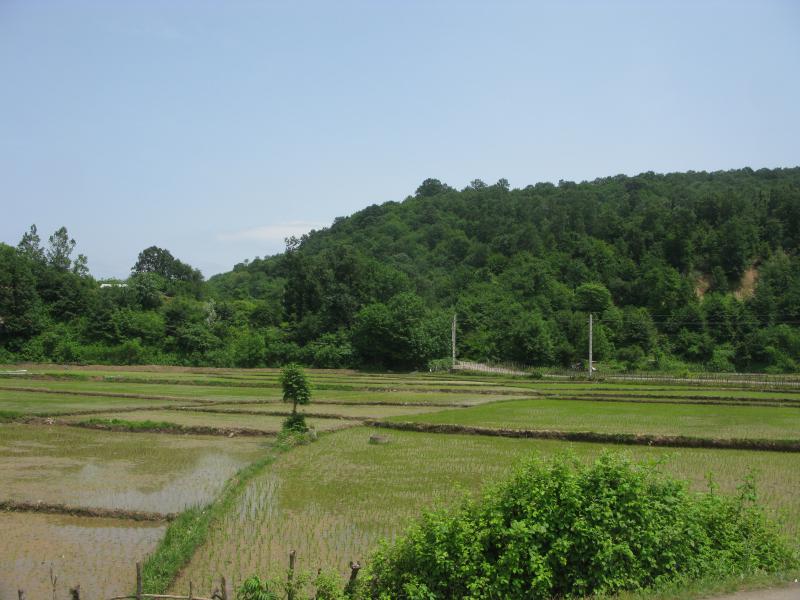 Paddy Field 