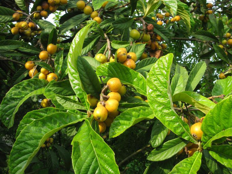 Loquat 