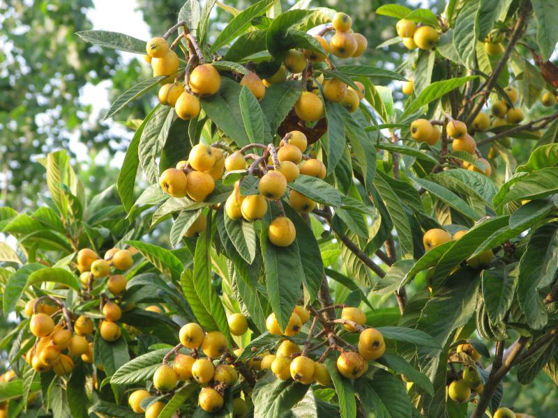 Loquat 