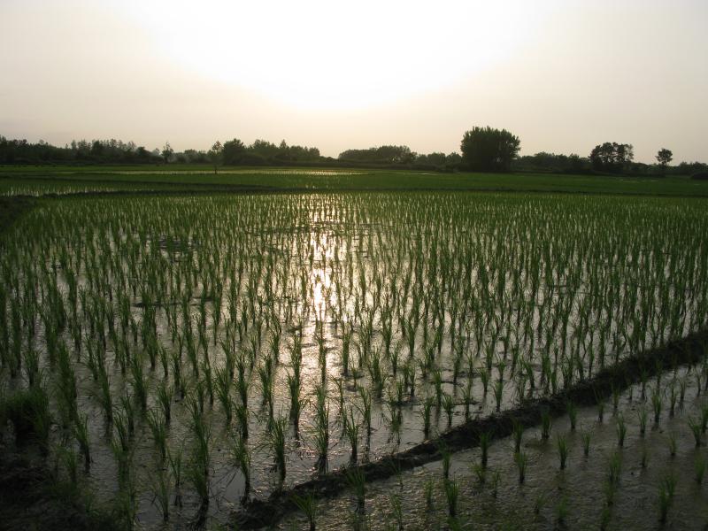 Paddy Field 