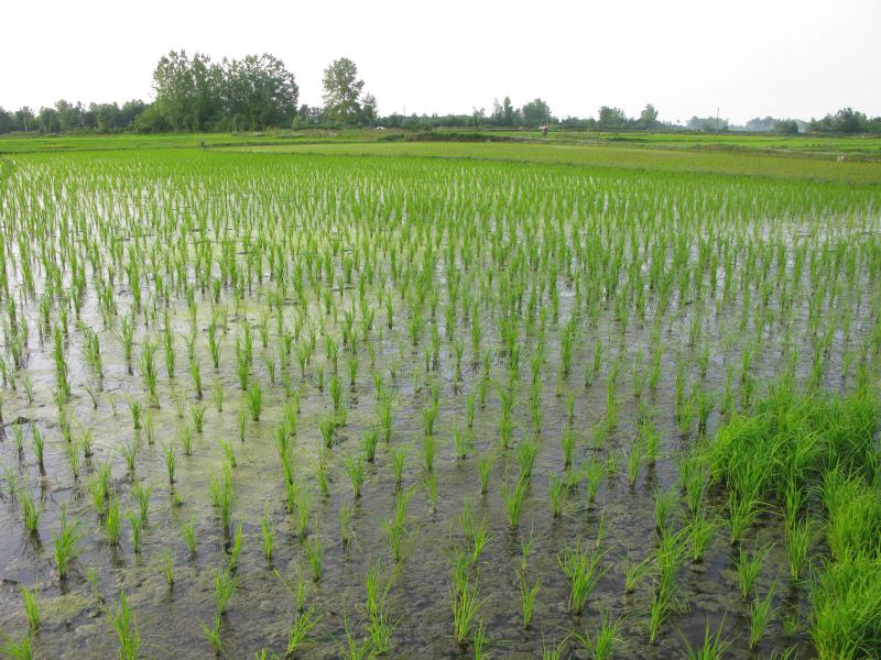 Paddy Field 