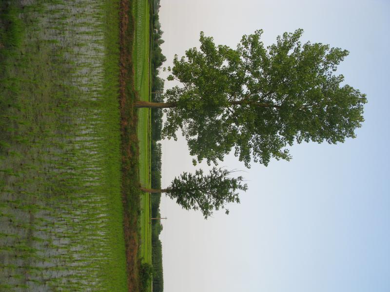 Paddy Field 