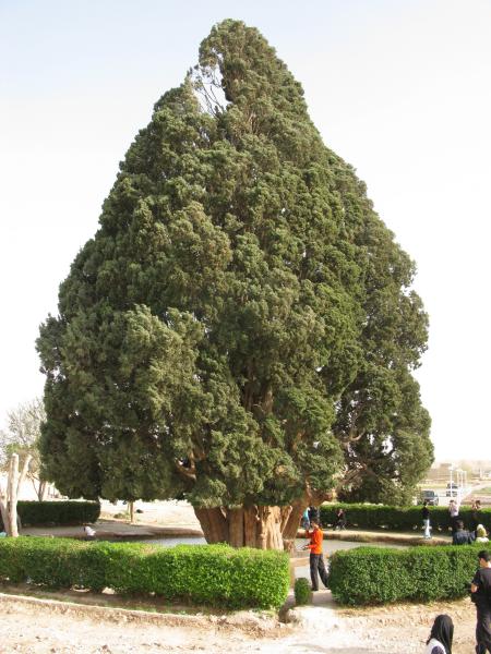 Cypress of Abar kuh 