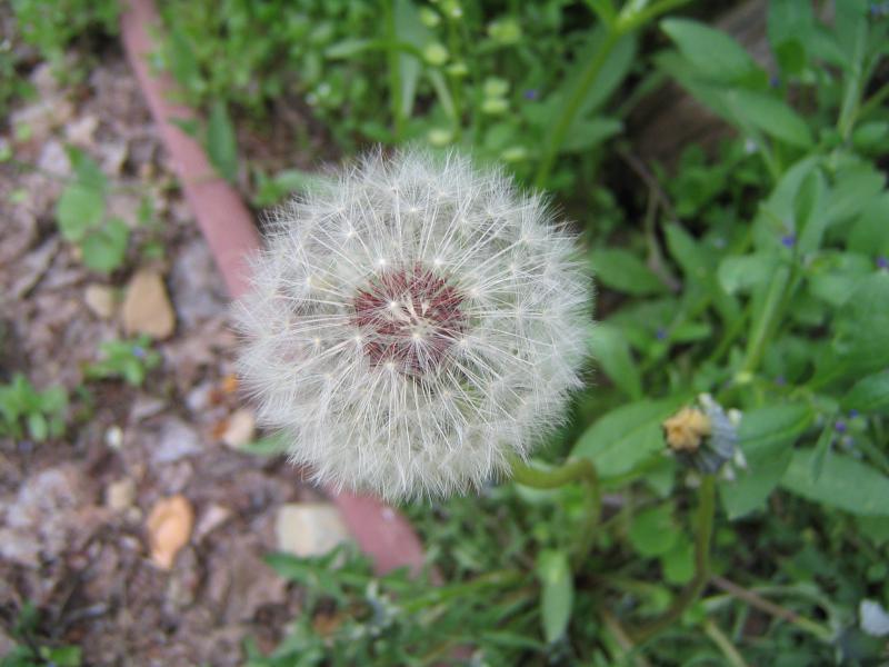 Taraxacum 