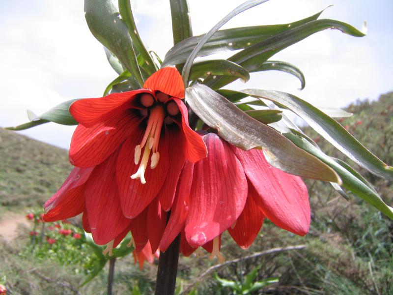 Fritillaria 