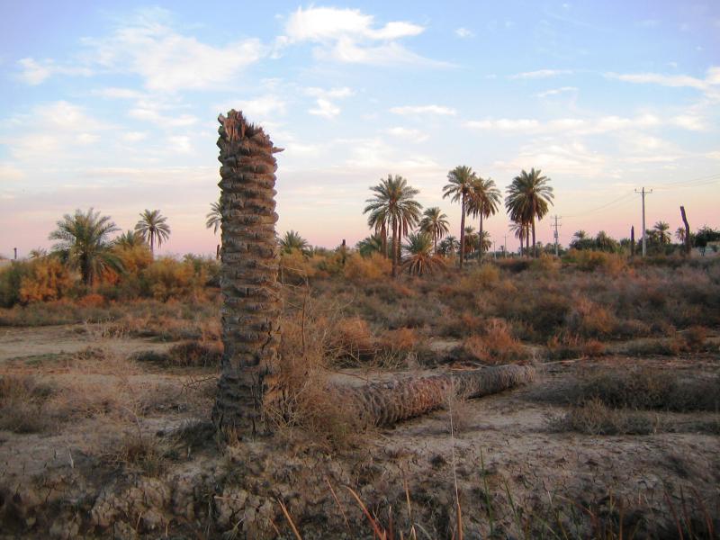 جزیره مینو 