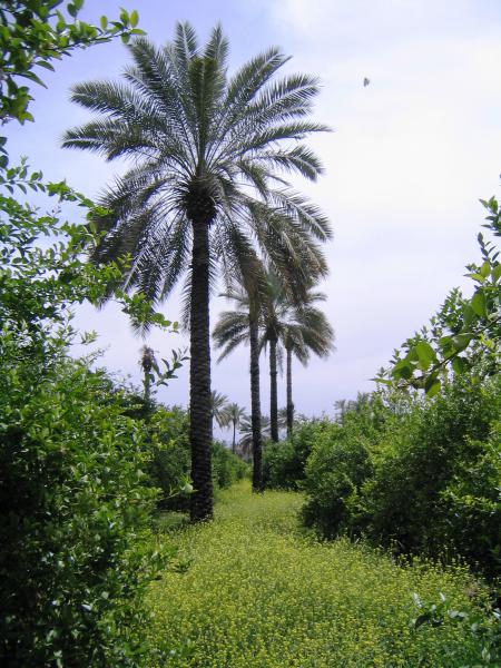 تفرجگاههای روستای اسلام آباد قیر 