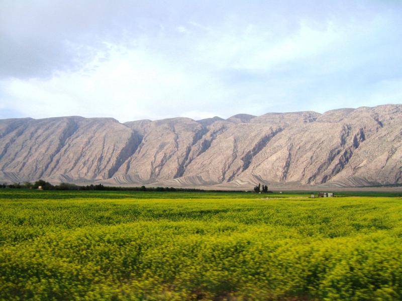 مزاع کلزا در فیروزآباد 