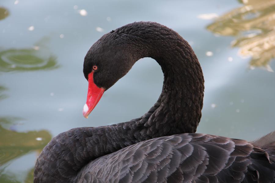 Black Swan