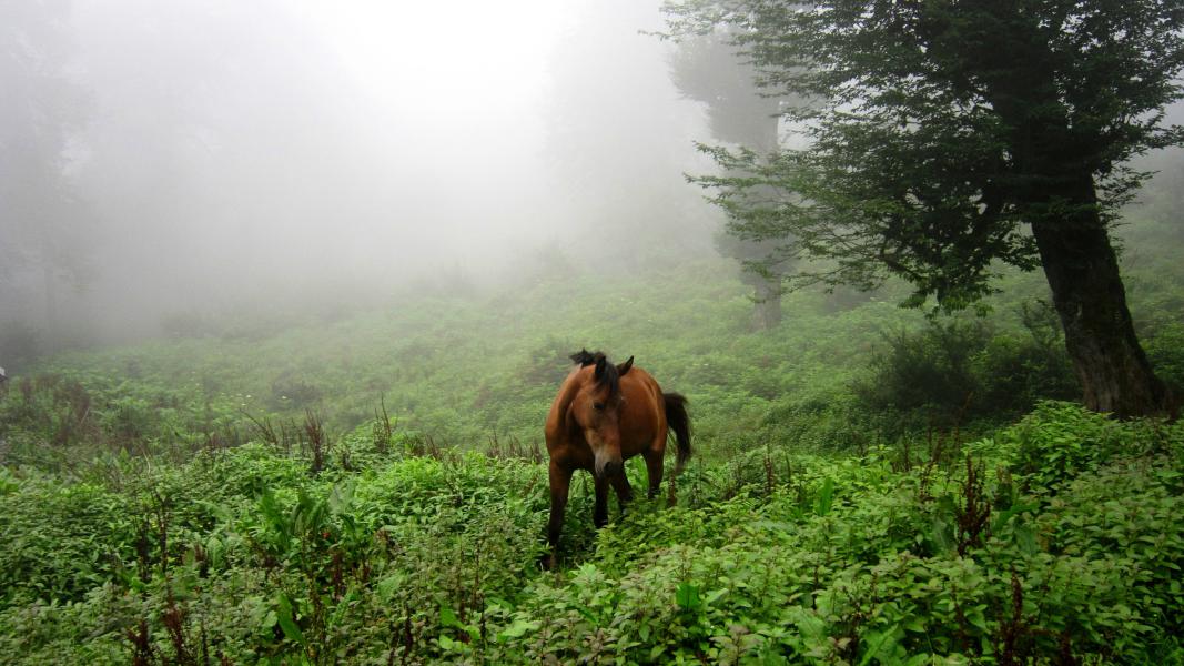 جنگل فیلبند  