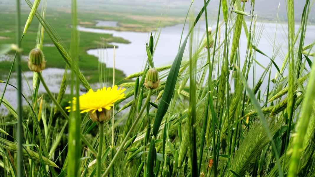 Zarivar Lake